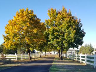 Farm driveway, October 14, 2018