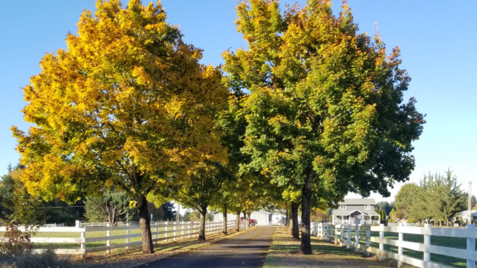 Farm driveway, October 14, 2018